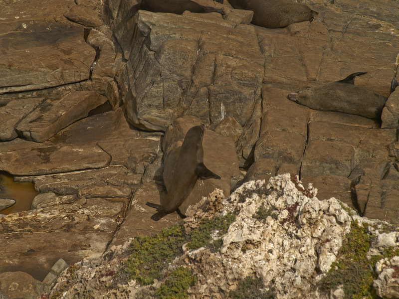 Kangaroo Island, Fur Seal
